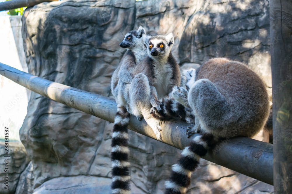 Obraz premium familia de lemur salvajes cola anillada