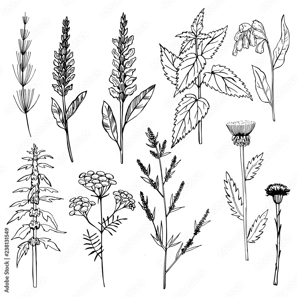 Hand drawn medicinal herbs.Vector sketch illustration. Stock Vector ...