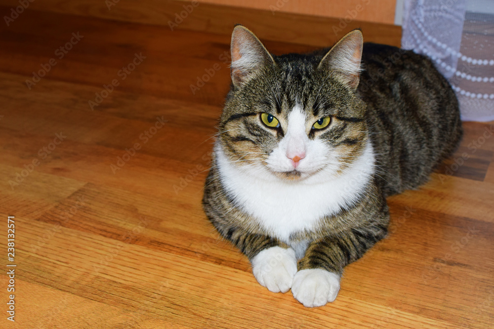 Brown grey striped cat lying on wooden floor looking at camera with green eyes copy space for text.