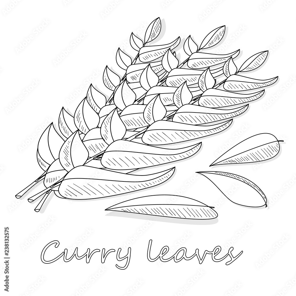Curry Tree Branch Curry Leaves Murraya स्टॉक वेक्टर (रॉयल्टी फ़्री)  1129580240 | Shutterstock