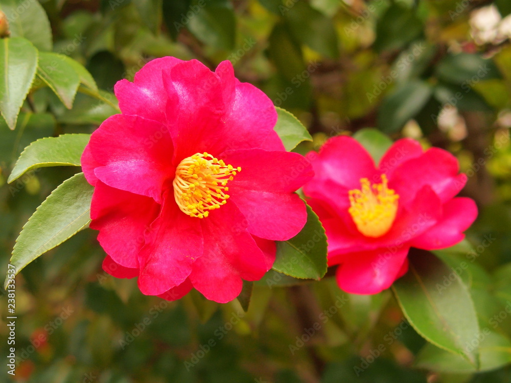 山茶花の花 山茶花の花