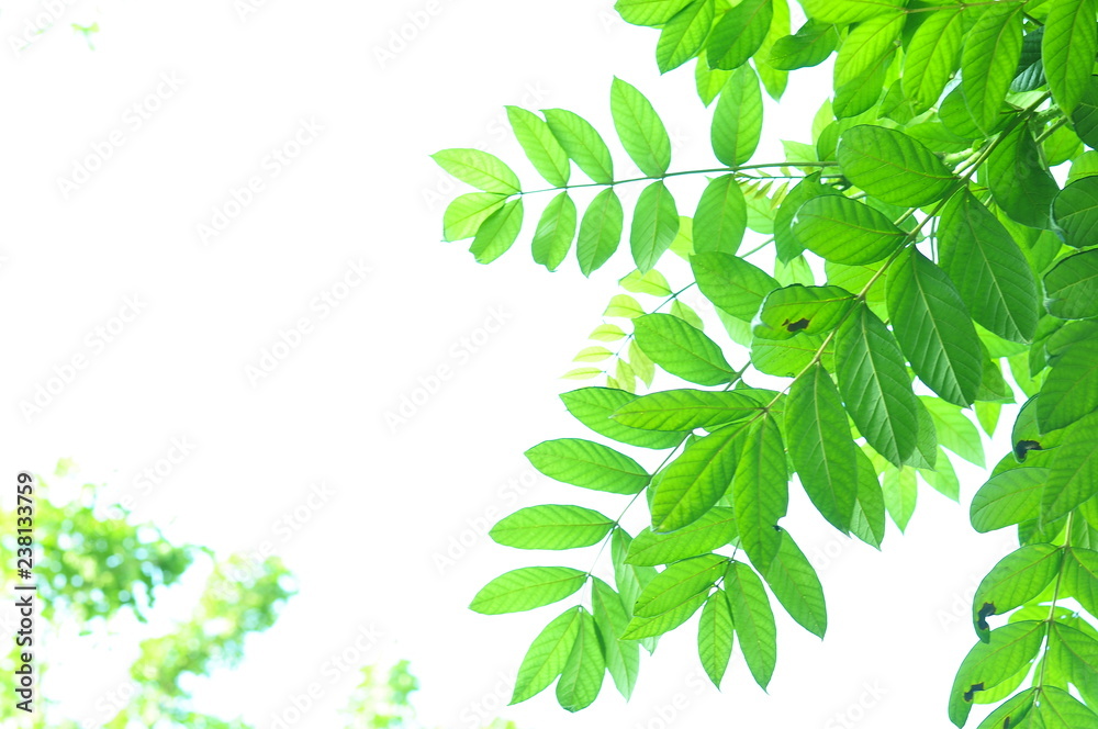 The green leaves on white background at near my home. The green leaves on white background at near my home.