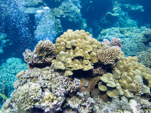 Colorful coral reef on the bottom of tropical sea, underwater landscape