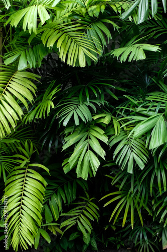 Fototapeta Tropical jungle nature green palm leaves on dark background in a garden
