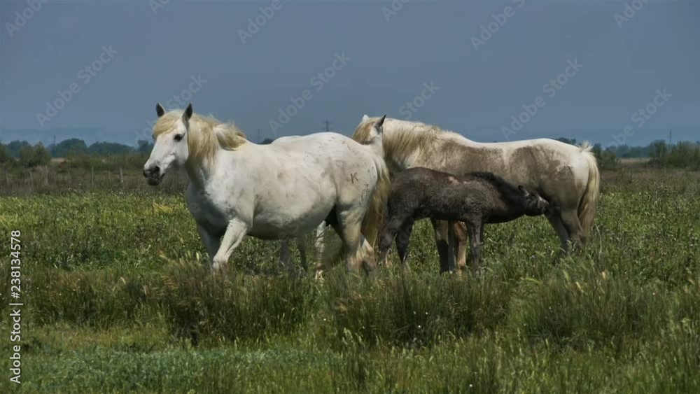 White Camargue horse, Camargue, France White Camargue horse, Camargue, France