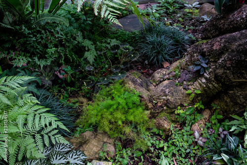 Various green plant moss tree roots in a forest background