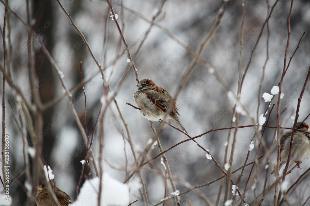 Sparrows in a park during winter season, Moscow Sparrows in a park during winter season, Moscow