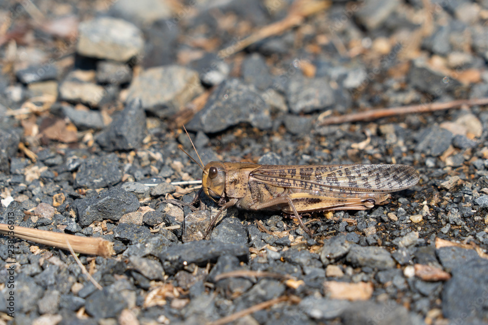 Migratory locust - Locusta migratoria - is on a ground, JAPAN. Migratory locust - Locusta migratoria - is on a ground, JAPAN.