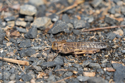 Migratory locust - Locusta migratoria - is on a ground, JAPAN.