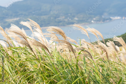 Japnaese pampas grass - Miscanthus sinensis - are in rural area of Nagasaki prefecture, JAPAN. photo