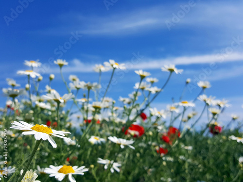chamomile flowers meadow and blue sky spring season 