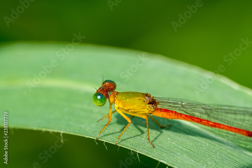 dragonfly on green leaves © Amnatdpp
