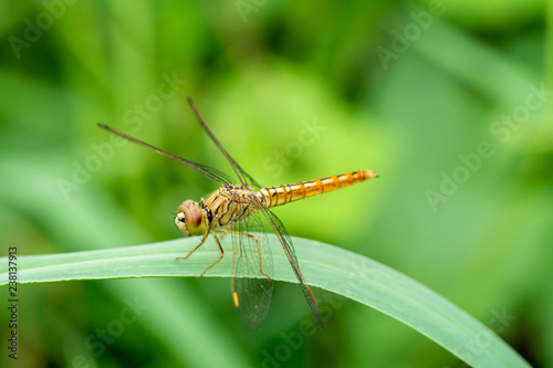 dragonfly on green leaves