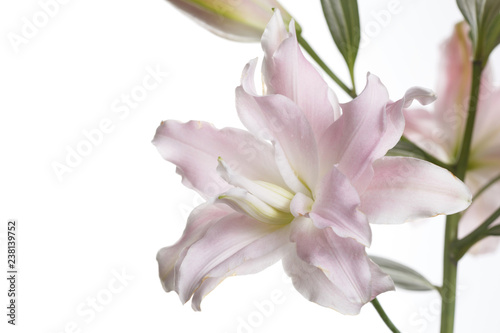 A branch of gently pink flowers of a terry lily isolated on a white background.