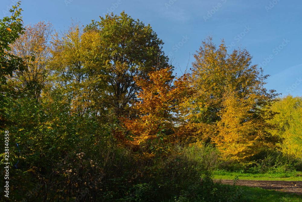 Colorful autumn nature outdoor scene