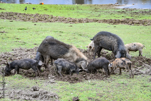 Pigs foraging for food in a field in the rural Andes of Peru © Mark