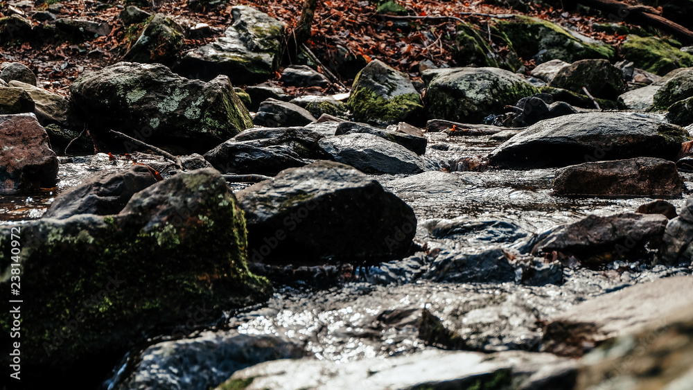 Fototapeta premium stream in the forest