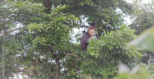 Red-shanked Douc- Langur on Son Tra peninsula in Da Nang City, Vietnam photo