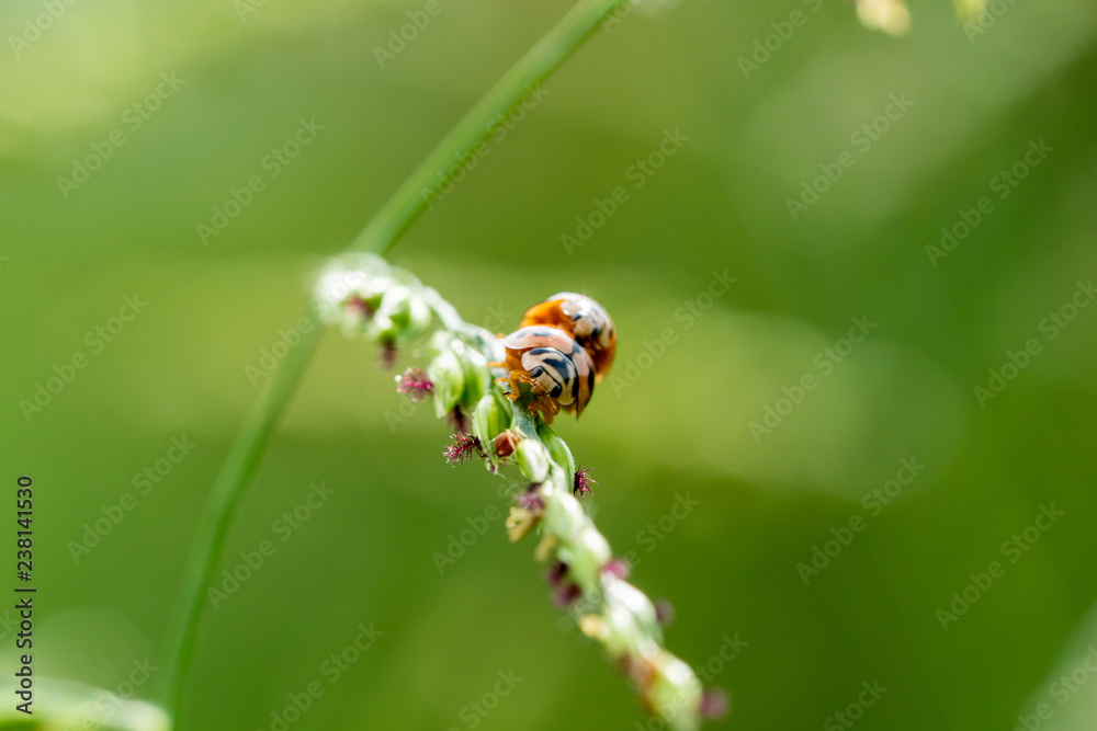 double ladybugs on grass flower double ladybugs on grass flower