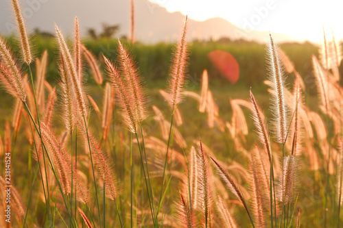 Mission grass  Pennisetum polystachyon  L.  Schult.  Growing beside a rural road with blurry green grass and sunlight background.