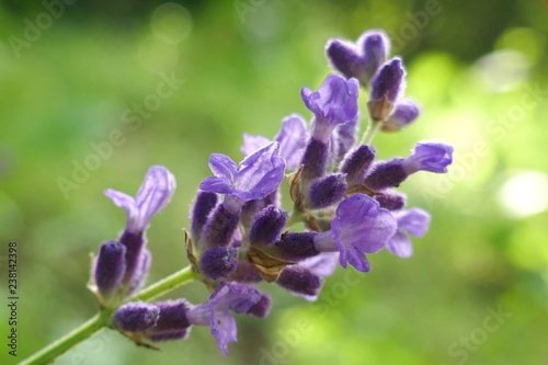 Lavender flower macro  on a green blurred background. Lavender bloom. Lavender Season