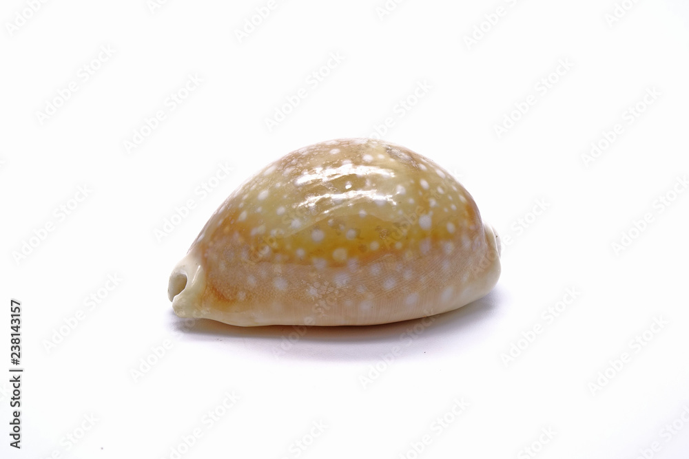 Sea shells / shells : Cowry shell , isolated on white background Sea shells / shells : Cowry shell , isolated on white background