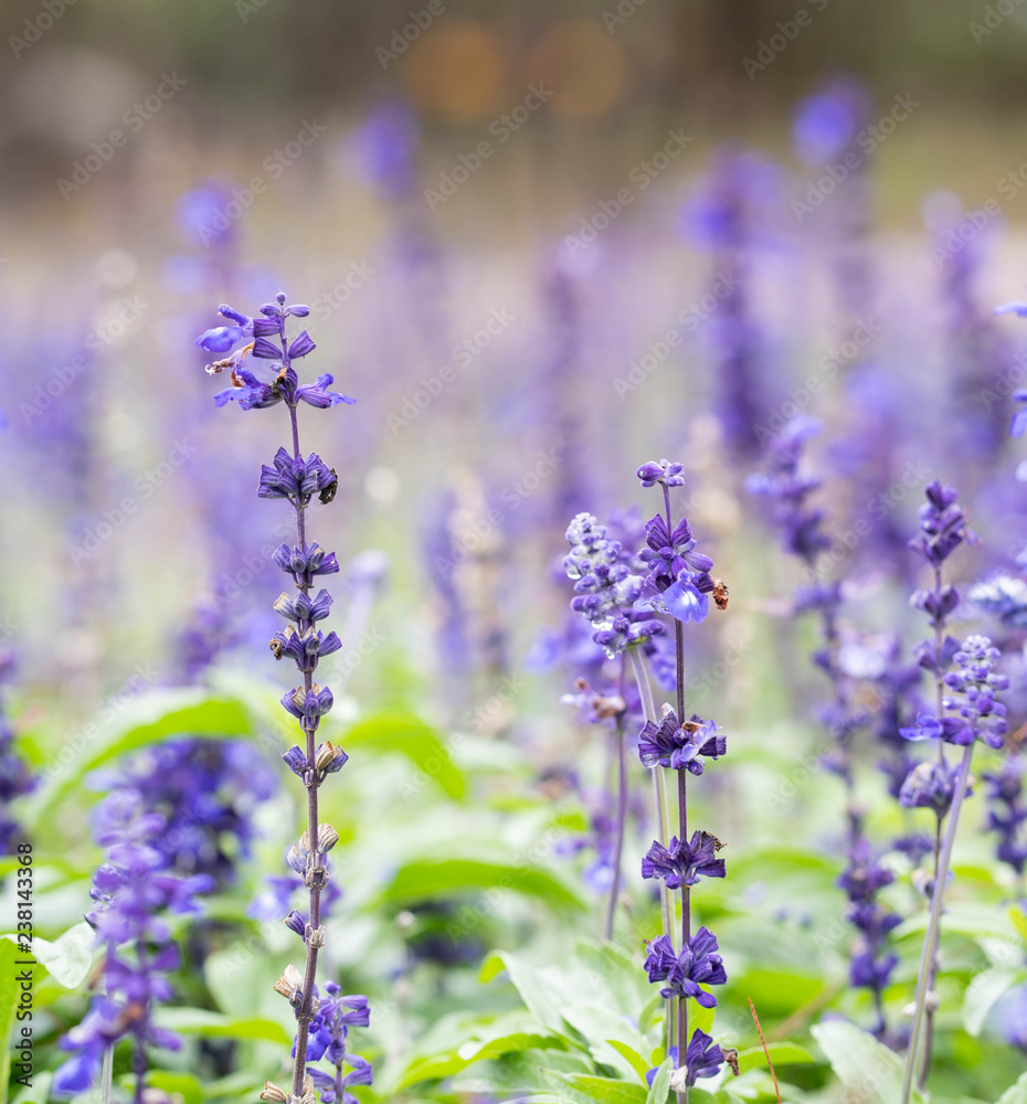 Fototapeta premium Close up lavender flower