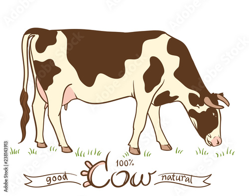 Cow eating grass