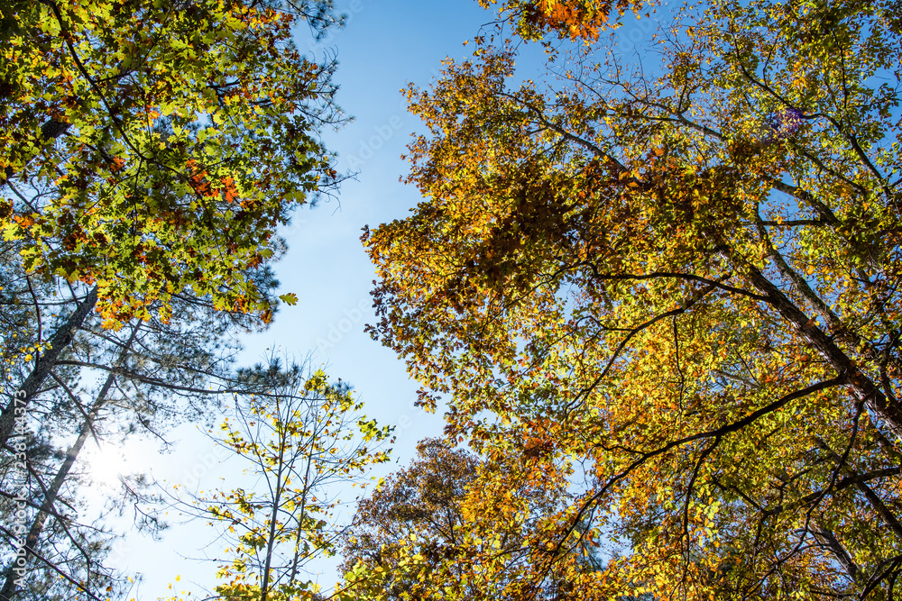 Fototapeta premium Autumn treetops