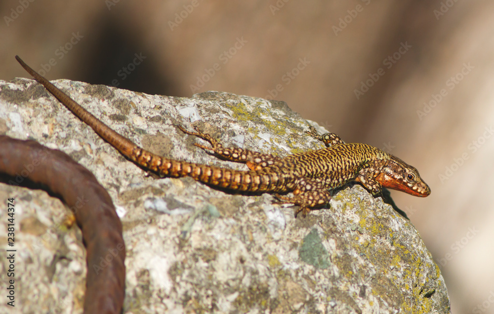 Naklejka premium Garden Lizard. Garden Lizards are lizard found widely in Asian countries.