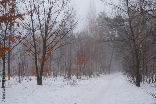 Winter forest and fog. Beautiful winter landscape with fog. Trees in the fog. Winter fog in the forest. © miroshnikserg