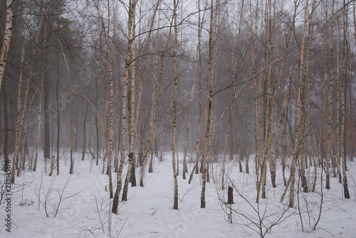 Wallpaper Mural Winter forest and fog. Beautiful winter landscape with fog. Trees in the fog. Winter fog in the forest. Torontodigital.ca