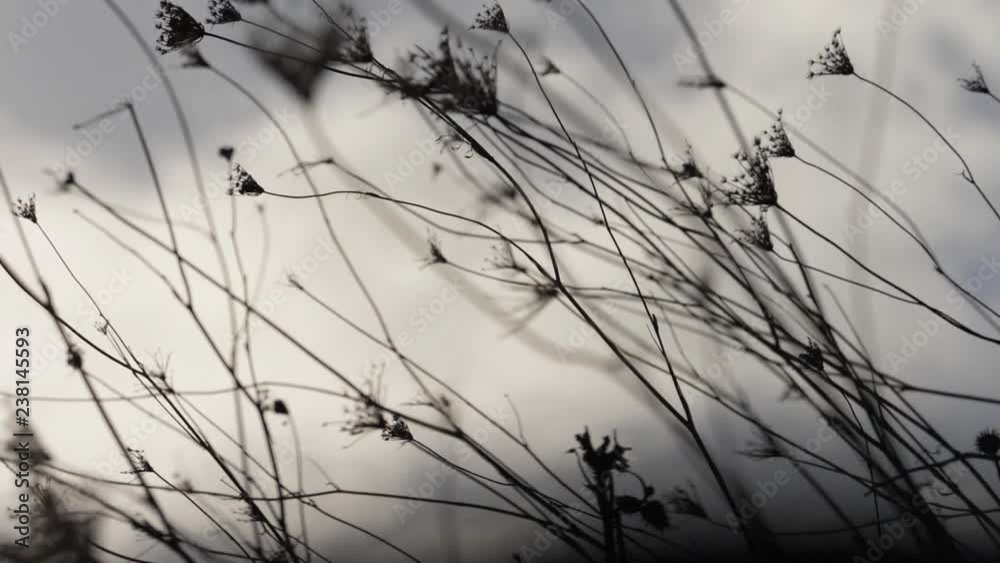 Gräser im Sturm Slowmotion