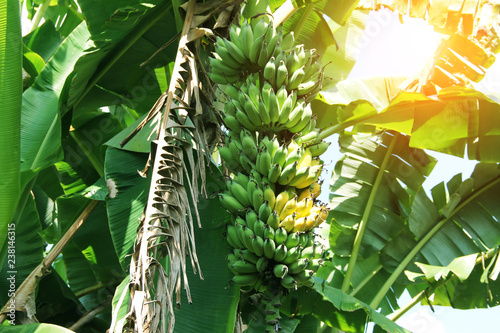 Raw green bananas in garden with leave background