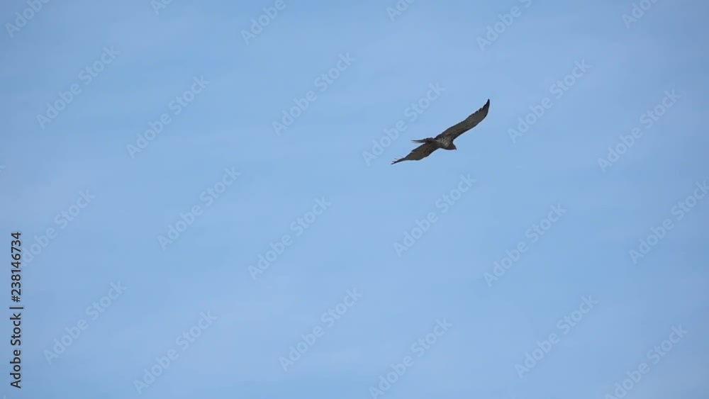 Bird of prey in flight ,low angle view.
Short toed snake eagle spreading wings soaring in cloud blue sky ,hd slow motion video. Bird of prey in flight ,low angle view.
Short toed snake eagle spreading wings soaring in cloud blue sky ,hd slow motion video.