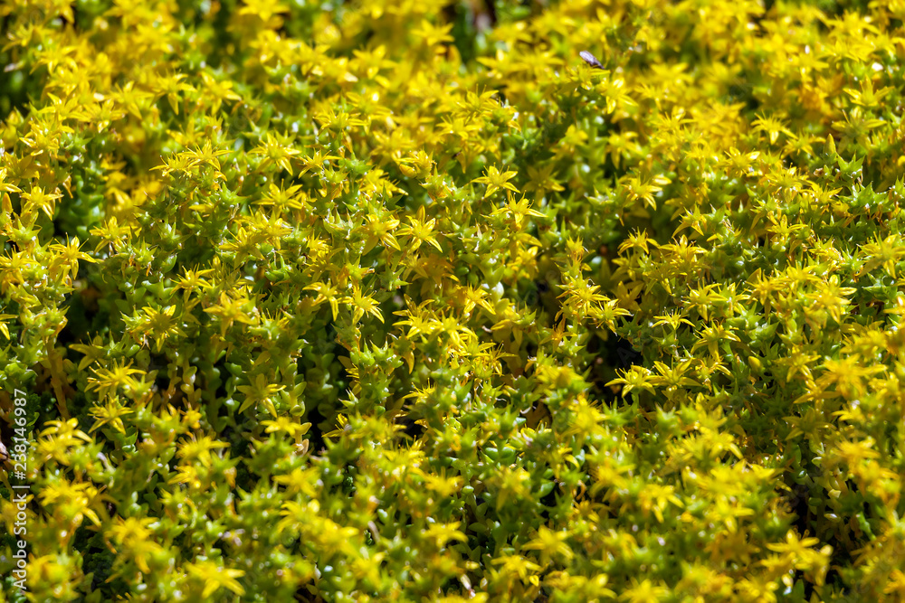 Sedum Palmeri flowers Sedum Palmeri flowers