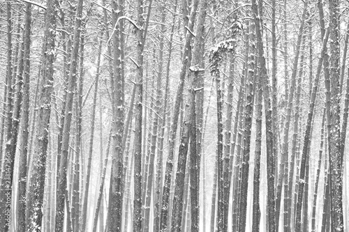 Black and white photo of winter pine forest in snowdrifts in cold and windy weather