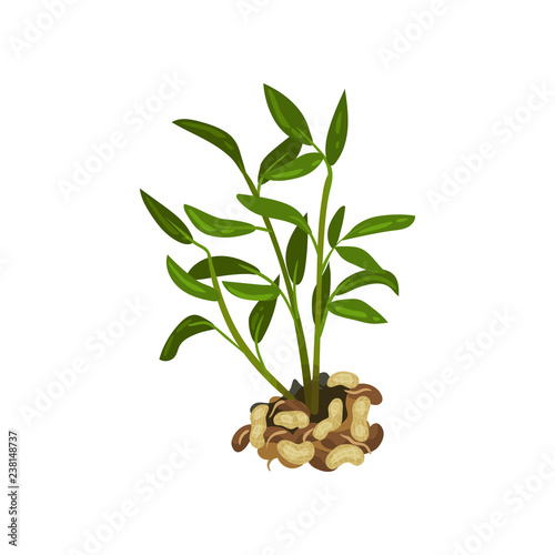 Bush of peanut with bright green leaves. Natural product. Agricultural plant. Flat vector design