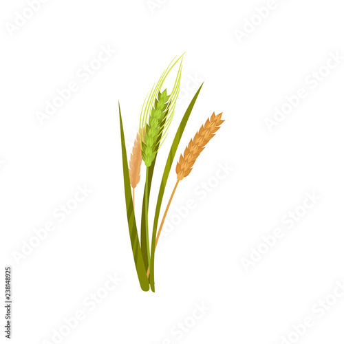 Dry and fresh spikelets of wheat. Grain culture. Cereal plant. Agricultural crop. Farming theme. Flat vector design