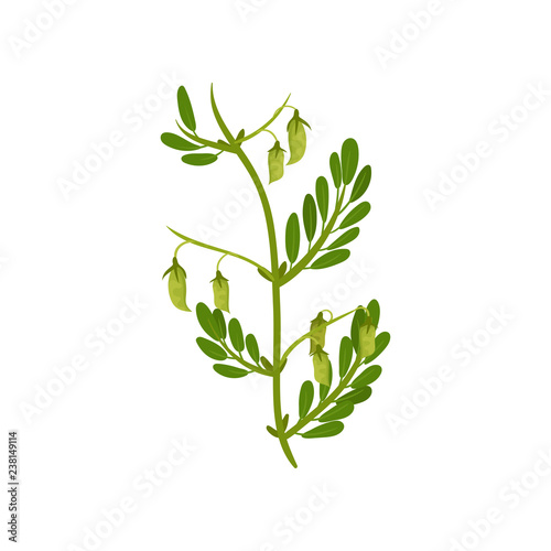 Flowering chickpea plant with green leaves. Leguminous culture. Agricultural crop. Flat vector design