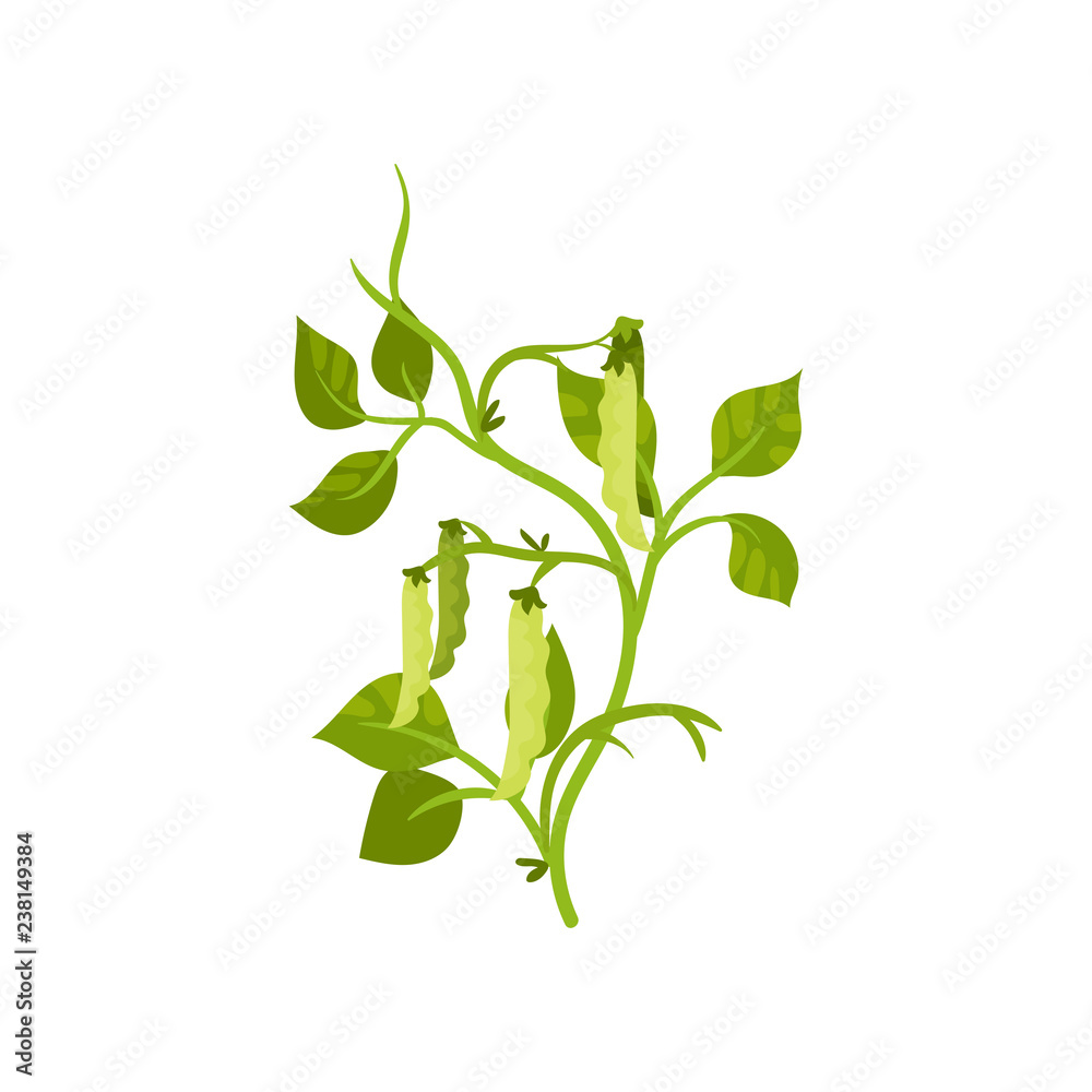 Obraz premium Flat vector icon of haricot bean with green pods and leaves. Leguminous plant. Agricultural crop. Organic product