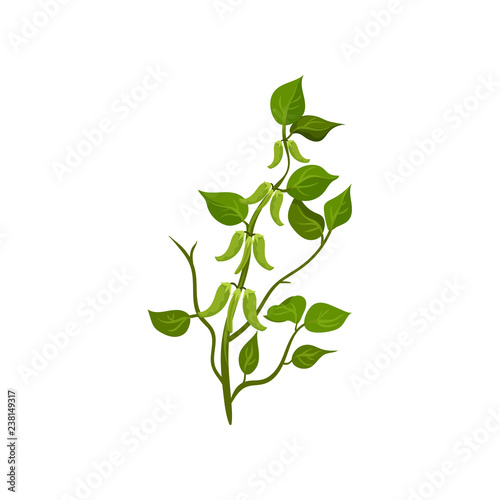 Flat vector icon of flowering snow peas with bright green leaves. Leguminous plant. Agricultural crop