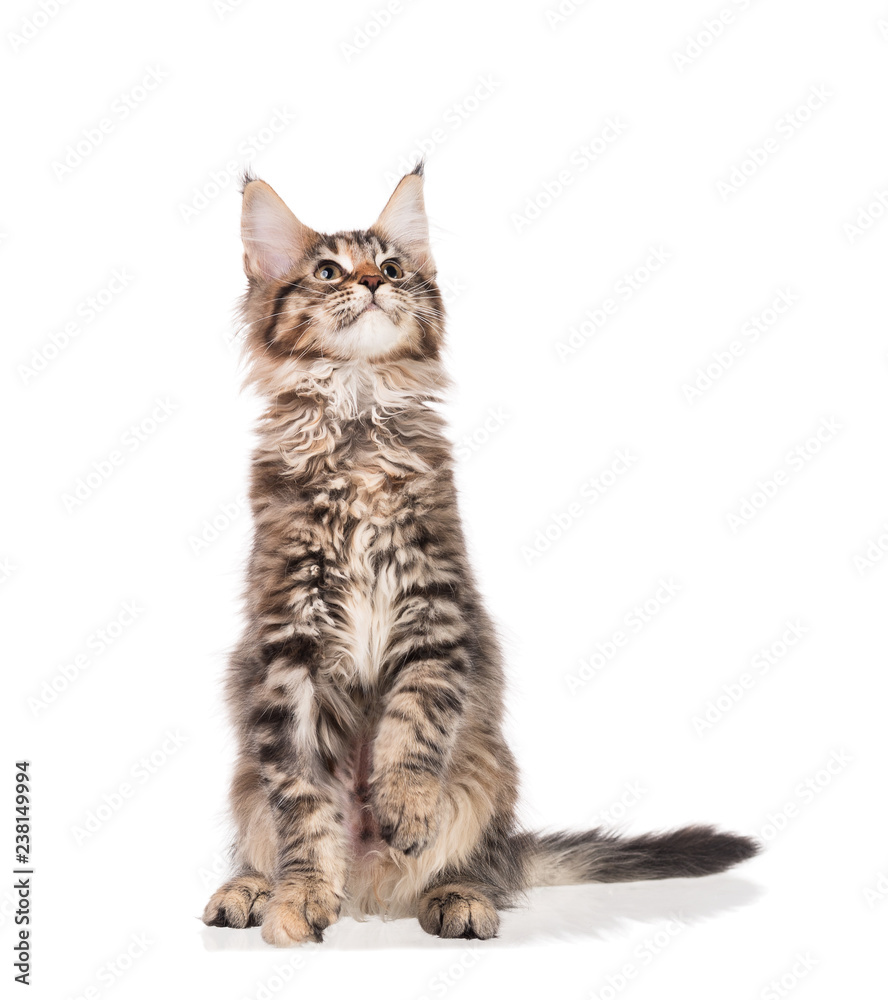 Fototapeta premium Maine Coon kitten