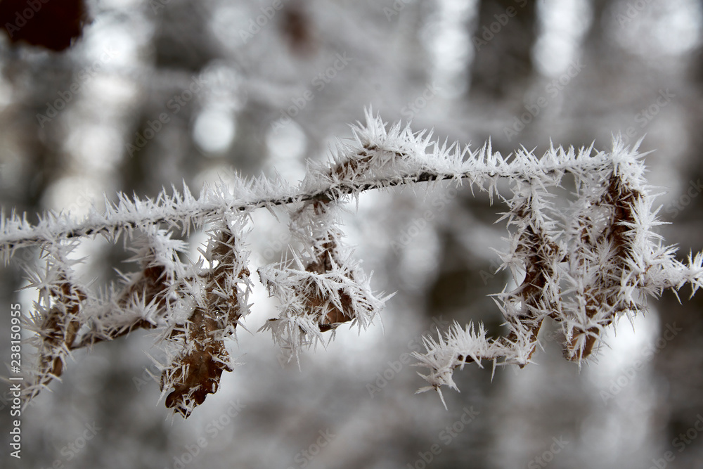 frozen winter leaves macro hoarfost white frost