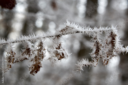 frozen winter leaves macro hoarfost white frost