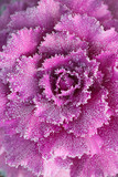 Purple ornamental decorative cabbage covered with a morning hoarfrost. Selective focus.