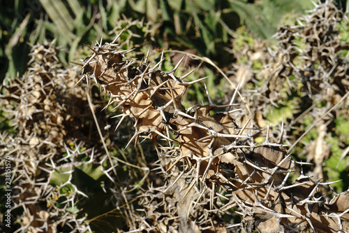 Dry branch with huge spines