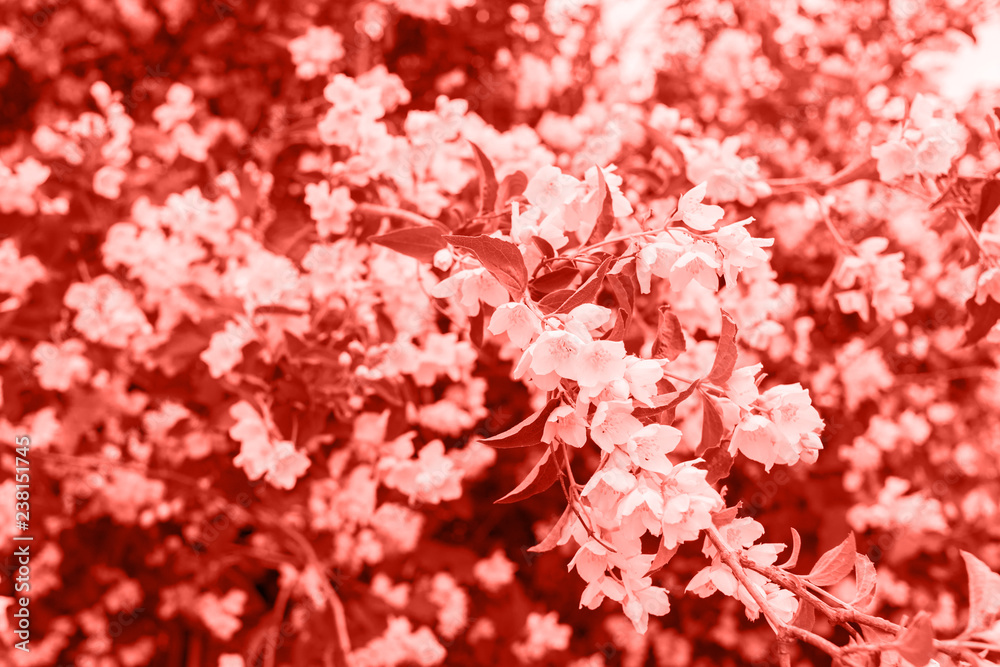 Living Coral background made of fresh jasmine flowers and leaves, copy space. Color of the year 2019. Nature floral background Living Coral background made of fresh jasmine flowers and leaves, copy space. Color of the year 2019. Nature floral background