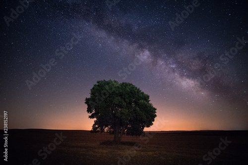 The Milky Way on an oak in the field of Petrola, Castilla la Mancha, Spain