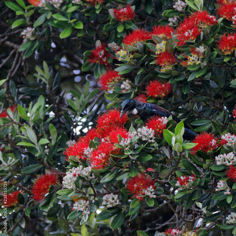 Tui, New Zealand Native Bird